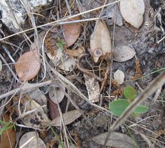 Aniulus