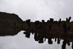 Dendrosenecio keniodendron