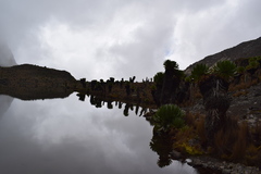 Dendrosenecio keniodendron