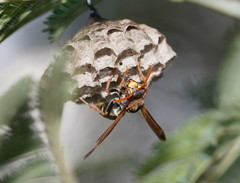 Polistes humilis humilis