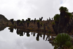 Dendrosenecio keniodendron