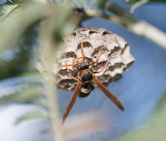 Polistes humilis humilis