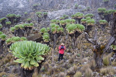 Dendrosenecio keniodendron