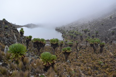 Dendrosenecio keniodendron