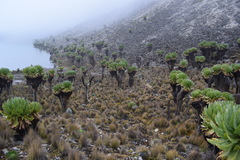 Dendrosenecio keniodendron