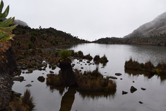 Dendrosenecio keniodendron