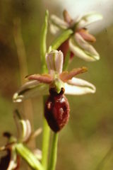 Ophrys exaltata arachnitiformis