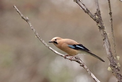 Garrulus glandarius interstinctus