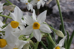 Narcissus tazetta