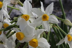 Narcissus tazetta