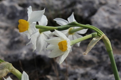 Narcissus tazetta