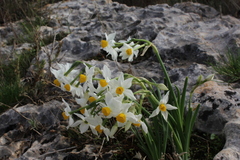 Narcissus tazetta