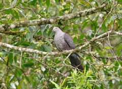 Columba hodgsonii