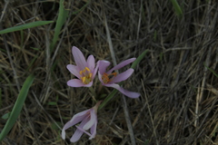 Colchicum stevenii