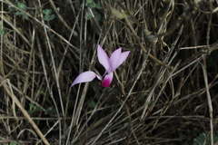 Cyclamen persicum