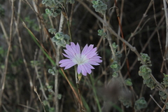 Dianthus strictus