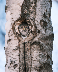 Glaucidium passerinum passerinum