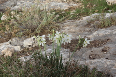 Narcissus tazetta