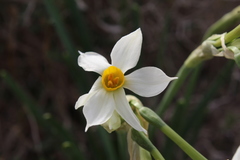 Narcissus tazetta