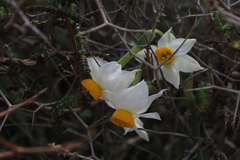 Narcissus tazetta