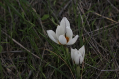 Crocus hyemalis