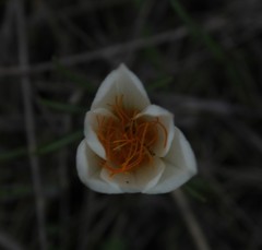 Crocus hyemalis