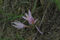 Colchicum stevenii