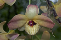 Dendrobium moschatum