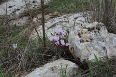 Cyclamen persicum