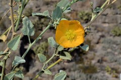 Abutilon coahuilae