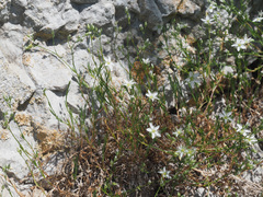 Minuartia setacea