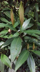 Miconia notabilis