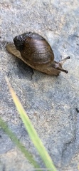 Succinea macgillivrayi