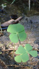 Marsilea crenata