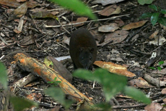 Hypsiprymnodon moschatus