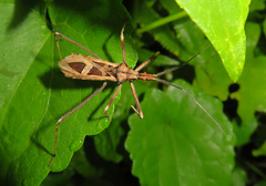 Canthesancus borneensis