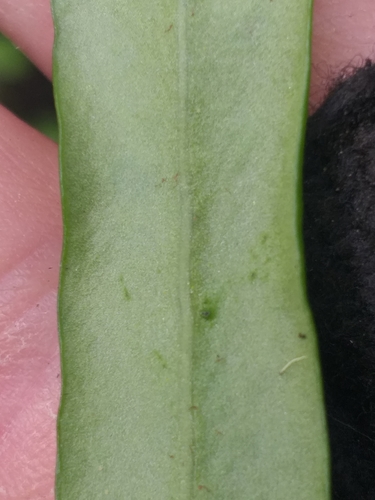 Image of Smooth Lance-Fern (Lepisorus schraderi) by (c) kevin koen, some rights reserved (CC BY-SA)