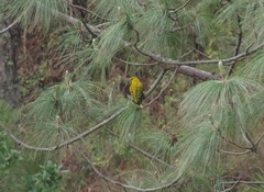 Oriolus tenuirostris