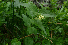 Paederota lutea
