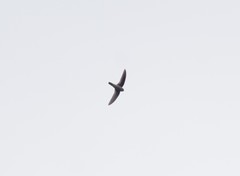 Aerodramus brevirostris