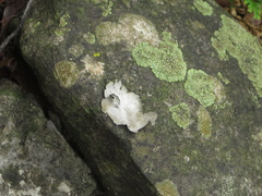 Dermatocarpon miniatum