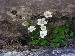 Saxifraga biternata