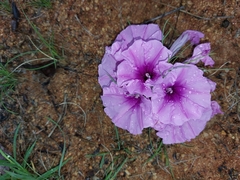 Ipomoea bolusiana