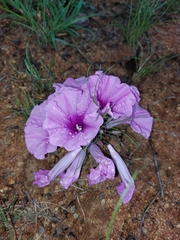 Ipomoea bolusiana