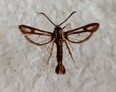 Chamaesphecia leucopsiformis