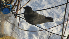 Corvus monedula