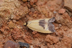 Ageletha hemiteles
