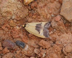 Ageletha hemiteles