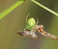 Araneus psittacinus