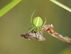 Araneus psittacinus